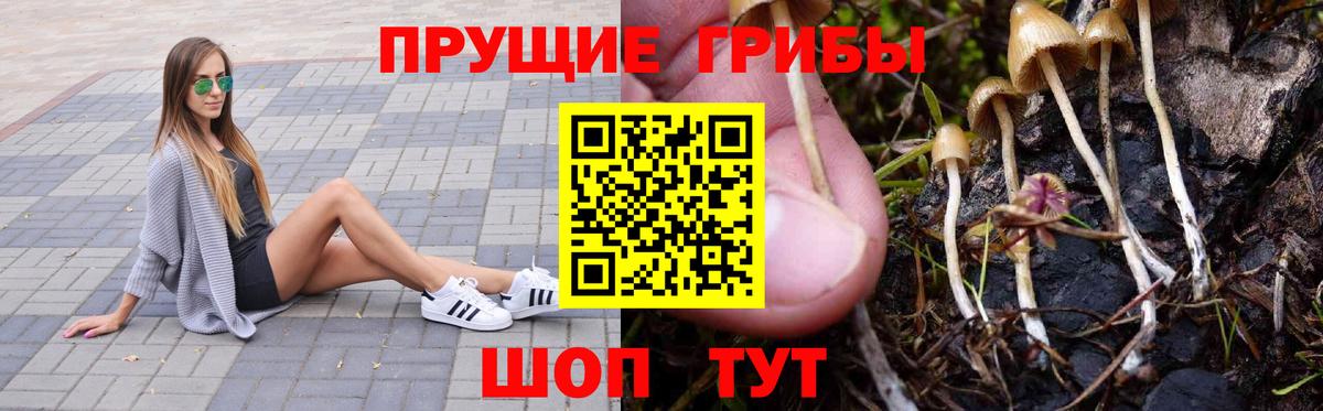 Новоуральск  Псилоцибиновые грибы Psilocybine cubensis  Вход с VPN 